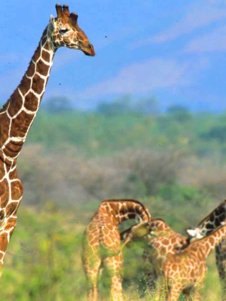 Giraffa camelopardalis reticulata