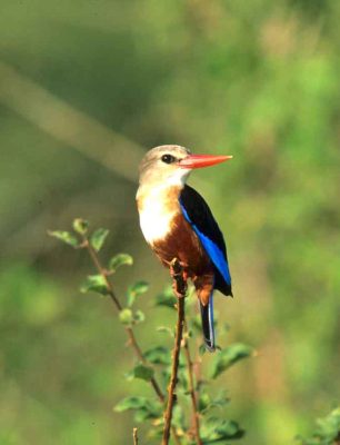 Gray headed Kingfisher