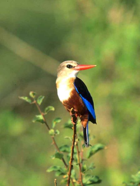 Gray headed Kingfisher