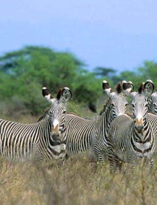 Grevy Zebra 2