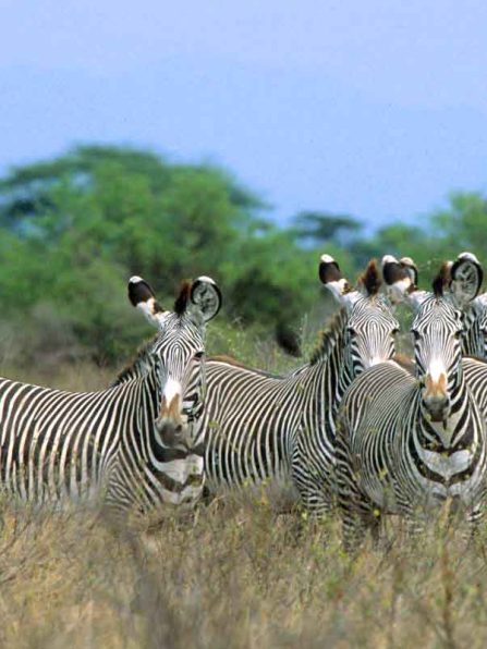 Grevy Zebra 2