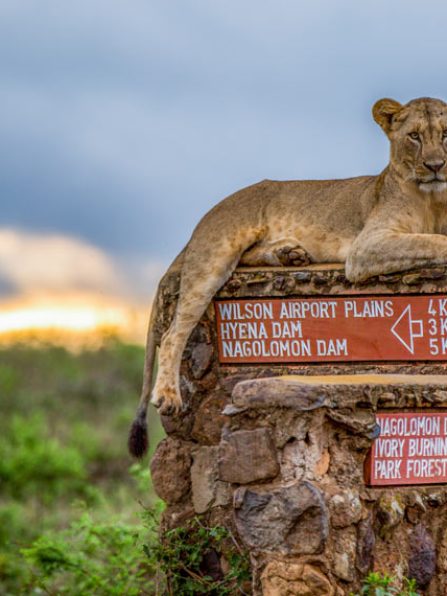 Nairobi-National-Park-lion