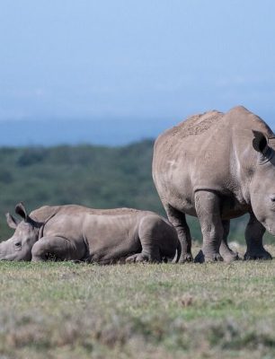 breitmaulnashorn-mit