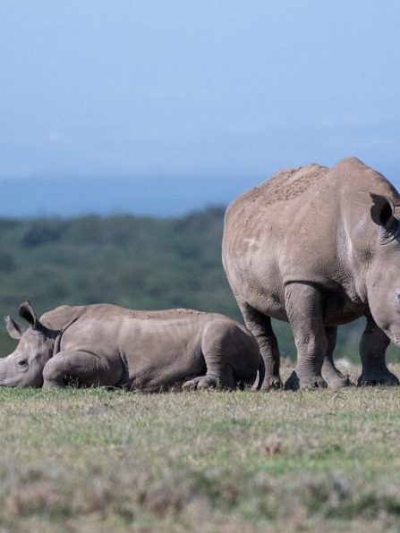 breitmaulnashorn-mit