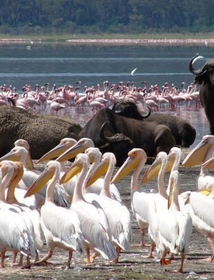 bufalloes-and-the-yellow