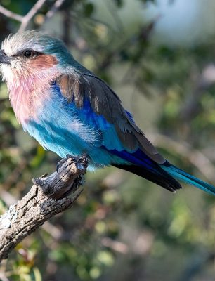 kenias-nationalvogel
