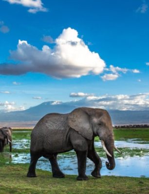 lake-amboseli-national-park-870x423