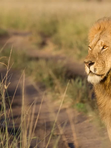 maasai-mara-lion-king
