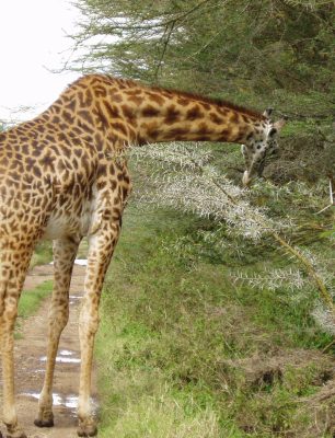 nairobi national park