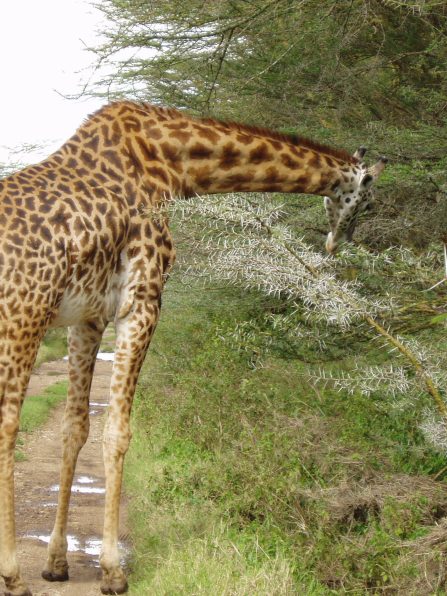nairobi national park