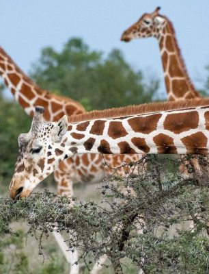 netzgiraffen-sieht-man