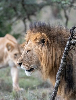 sieht-man-haufig-in-ol