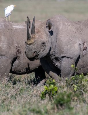 spitzmaulnashorn-die